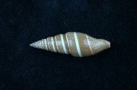 藏品(黑筆螺)的圖片